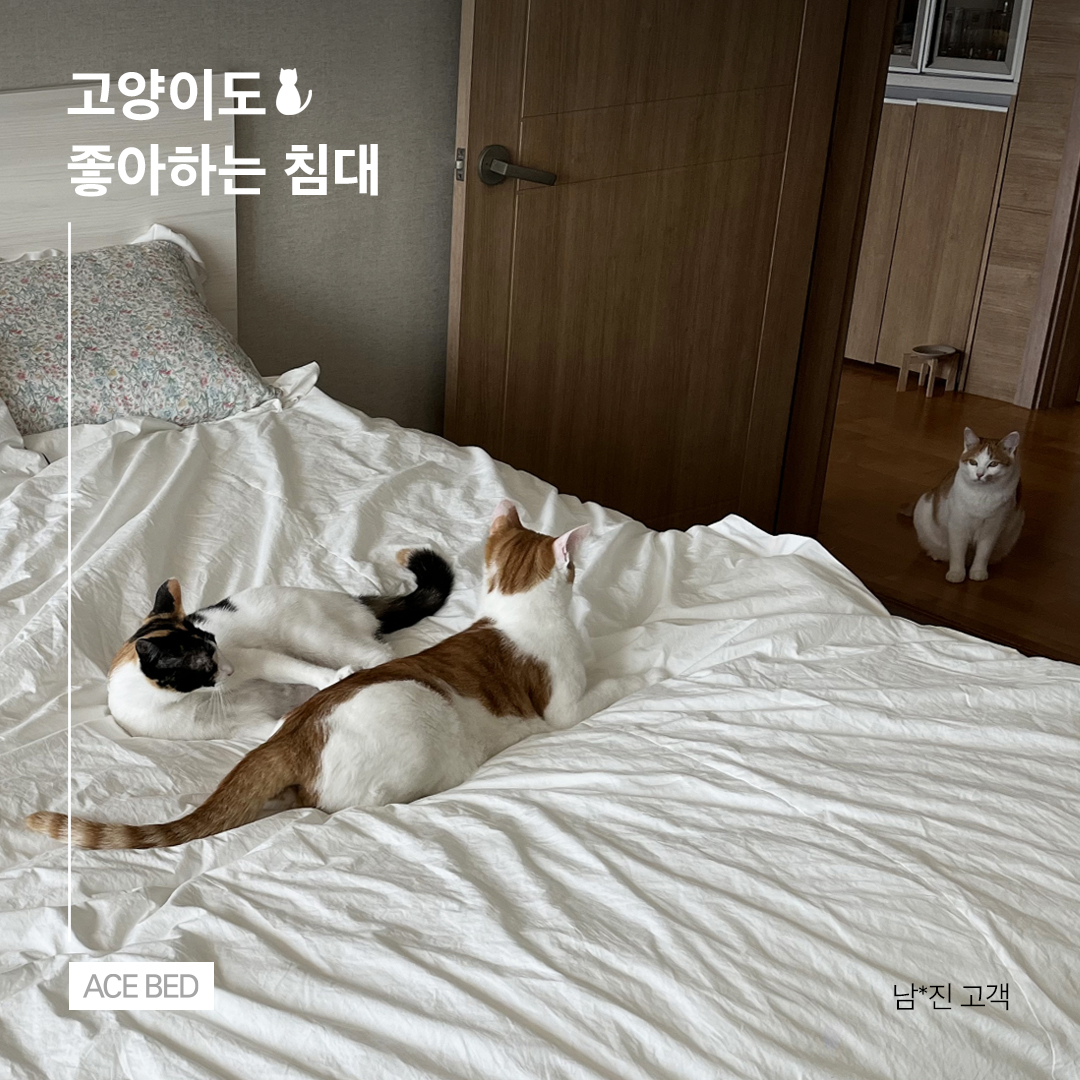 고양이 침대