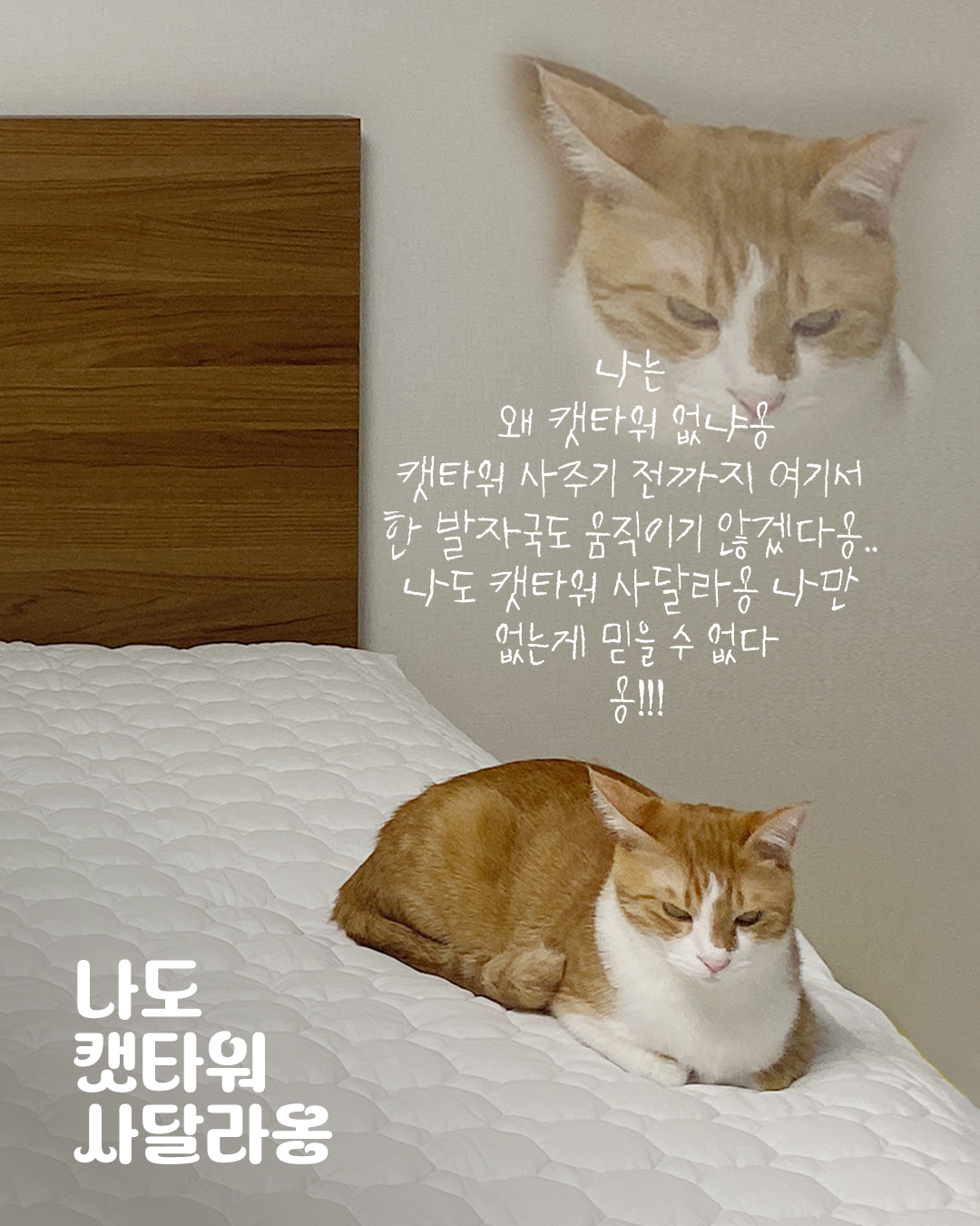 나도 캣타워 사달라옹